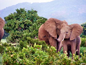 Wallpaper Elephants Animals