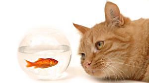 Фото Кошка Рыбы Животные