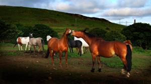 Fotos Pferde Tiere
