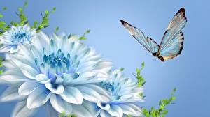 Wallpaper Insects Butterfly