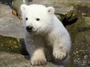Fotos Bären Eisbär