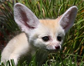 Pictures Foxes Fennec fox
