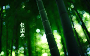 Bureaubladachtergronden Chinese karakters Bamboe