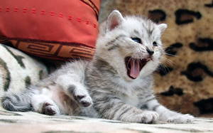Bilder Hauskatze Kätzchen Zunge ein Tier