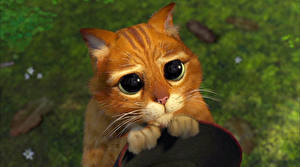 Fotos Shrek – Der tollkühne Held Katze Augen Blick Orange rot Animationsfilm