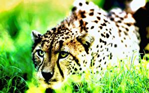 Fotos Große Katze Gepard ein Tier