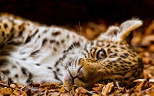 Hintergrundbilder Große Katze Jaguar ein Tier