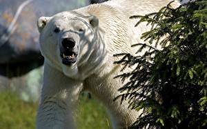 Fondos de escritorio Un oso Oso polar un animal