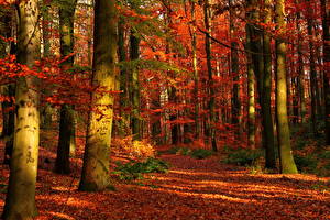 Fotos Jahreszeiten Herbst Wälder Natur