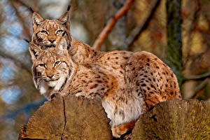 Wallpaper Big cats Lynx