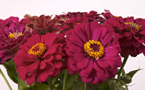 Pictures Zinnia flower