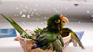 Hintergrundbilder Vogel Papagei Tiere
