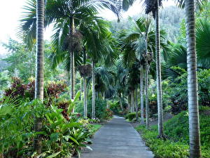 Pictures Tropics Palm trees Hawaii Nature