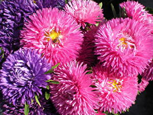 Fotos Astern Blüte
