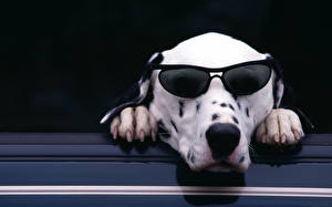 Hintergrundbilder Hunde Dalmatiner Brille