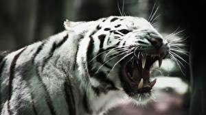 Bakgrundsbilder på skrivbordet Pantherinae Tiger Huggtänder Morrar Djur