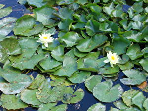 Image Nymphaea flower