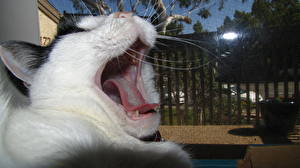 Fotos Katze Gähnt Zunge Tiere