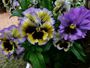 Bureaubladachtergronden Driekleurig viooltje Bloemen
