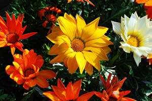 Picture Gazania Flowers