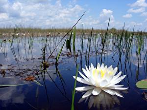 Picture Nymphaea Flowers