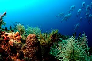 Fotos Unterwasserwelt