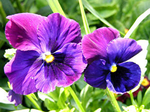 Pictures Pansies