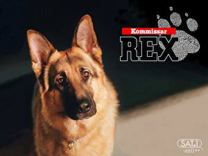 Fonds d'écran Rex, chien flic