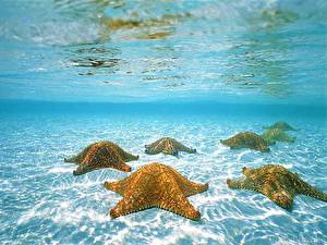 Фотографии Подводный мир Морские звезды Животные