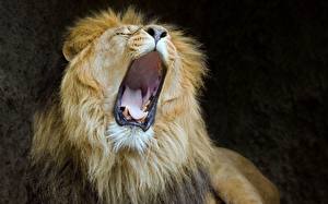 Tapety na pulpit Wielkie koty Lew afrykański Językiem Ziewa Zwierzęta