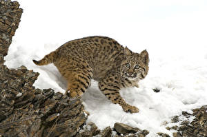 Wallpaper Big cats Lynxes