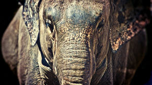 Wallpapers Elephants animal