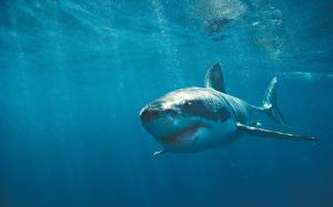 Picture Underwater world Sharks