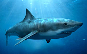 Fondos de escritorio Mundo submarino Tiburones