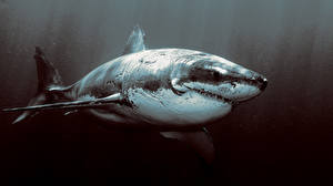 Wallpapers Underwater world Sharks Animals