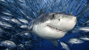 Hintergrundbilder Unterwasserwelt Haie ein Tier