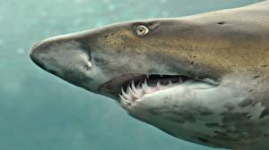 Fondos de escritorio Mundo submarino Tiburones un animal