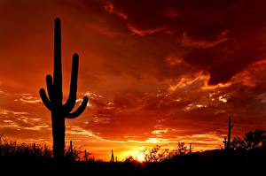 Wallpaper Sunrise and sunset Cactuses Silhouettes Nature