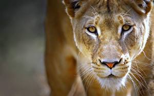 Tapety na pulpit Wielkie koty Lew afrykański Lwica Zwierzęta