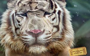 Bakgrunnsbilder Tiger