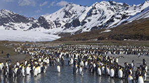 Фотографии Пингвины