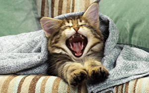 Pictures Cats Yawns Paws animal