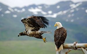 Pictures Birds Eagle