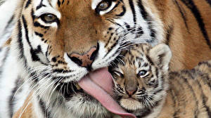 Tapety na pulpit Wielkie koty Tygrysy Językiem Zwierzęta