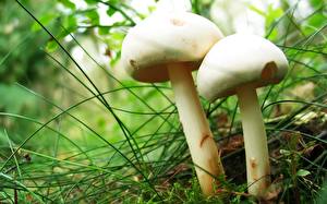 Image Mushrooms nature