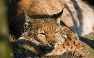 Bureaubladachtergronden Pantherinae Lynxen een dier