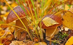 Wallpaper Mushrooms nature