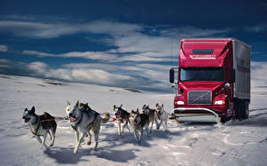 Photo Dog Trucks