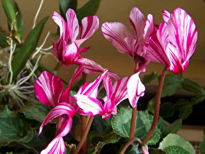 Images Cyclamen