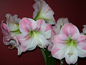Fondos de escritorio Amaryllis flor